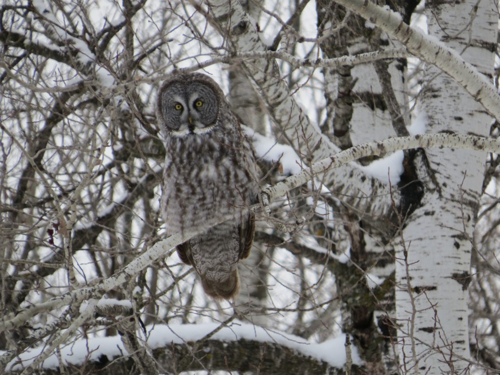 Great Gray Owl No. 5