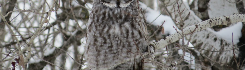 Great Gray Owl