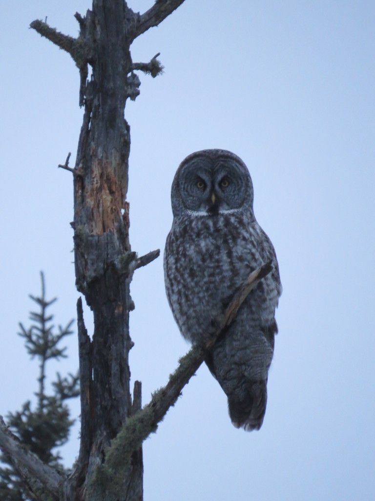 Great Gray Owl on Admiral Road in the Sax-Zim Bog