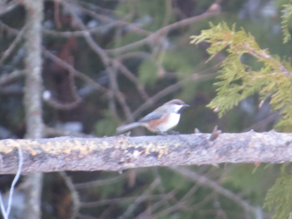 Boreal Chickadee