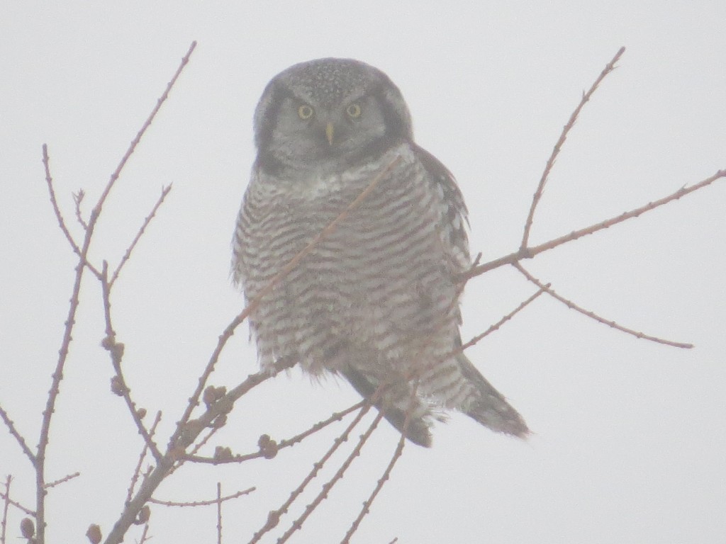 Northern Hawk Owl