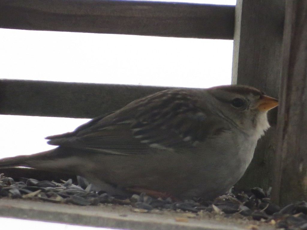 An Out-of-Season, Immature White-crowned Sparrow