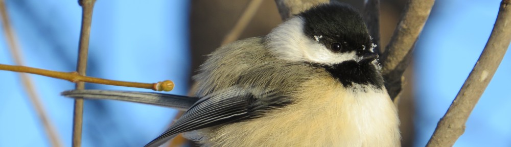 Black-capped Chickadee