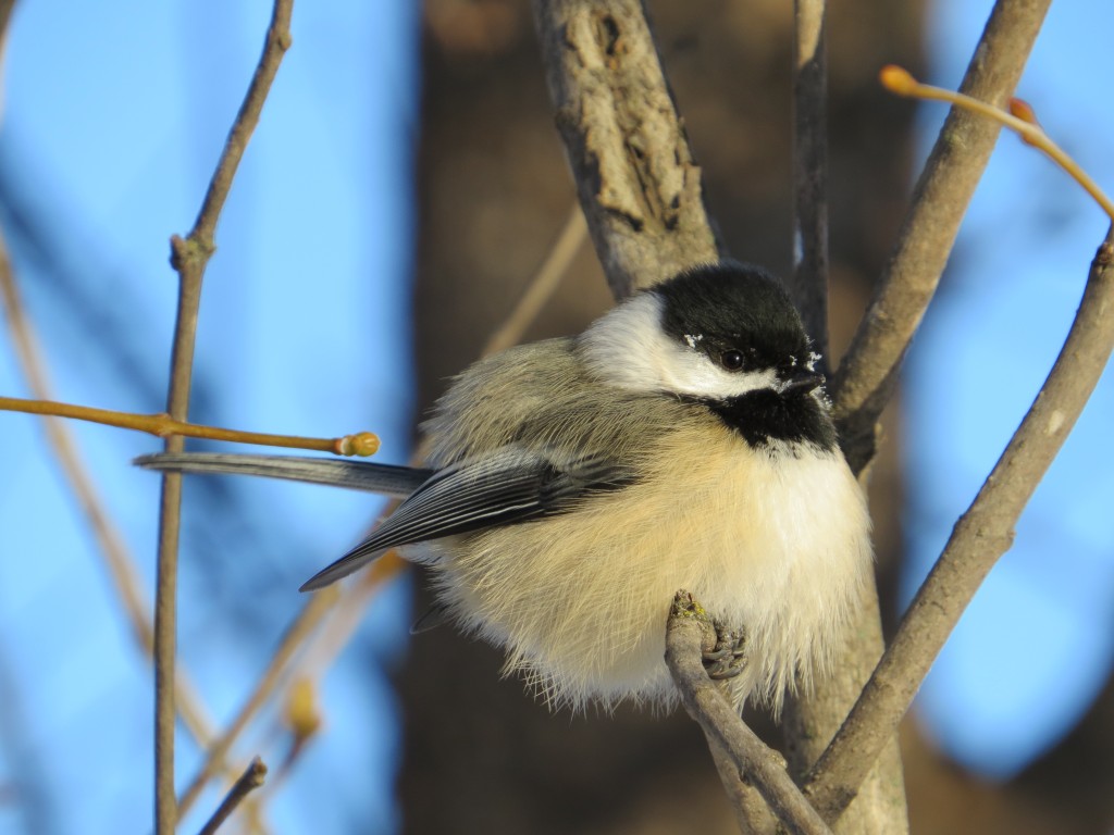 Black-capped Chickadee