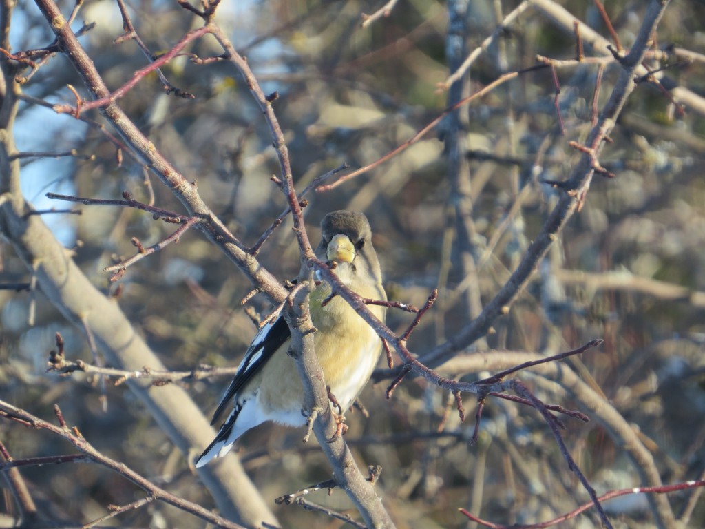 Evening Grosbeak femaleeeee