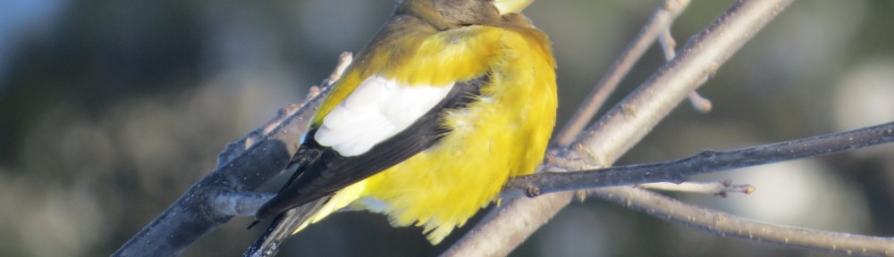 Evening Grosbeak male