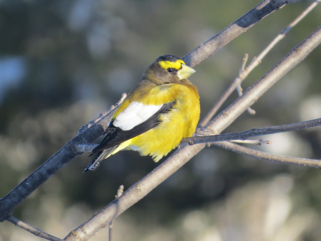 Evening Grosbeak male