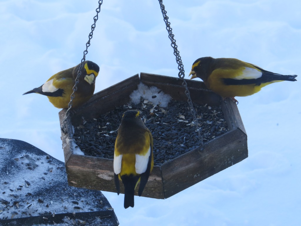 Evening Grosbeak males