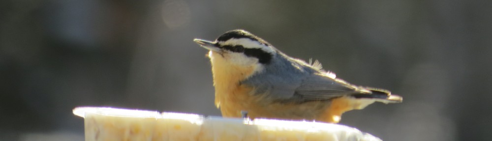 Red-breasted Nuthatch - a year-round resident in northern Minnesota