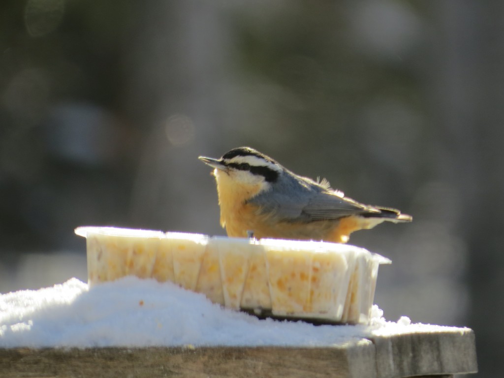Red-breasted Nuthatch - a year-round resident in northern Minnesota