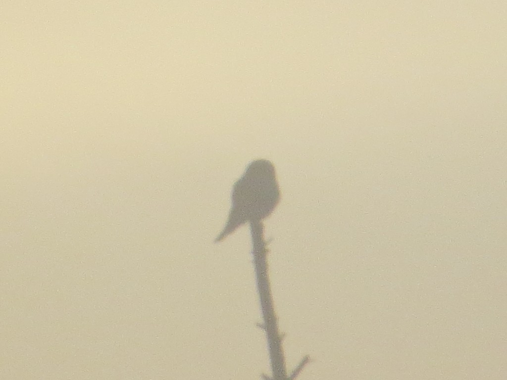 Northern Hawk Owl on County Road 7 in the Sax-Zim Bog