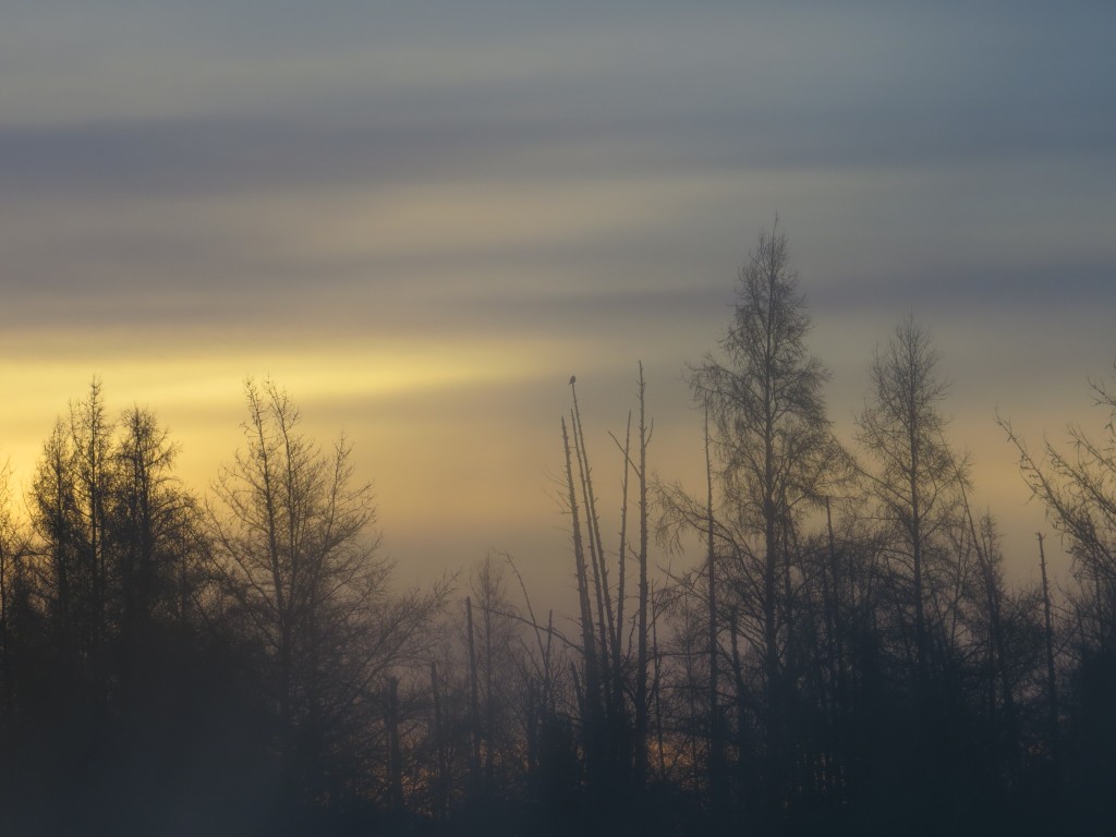 Sunrise in the Sax-Zim Bog - Can you find the Northern Hawk Owl?