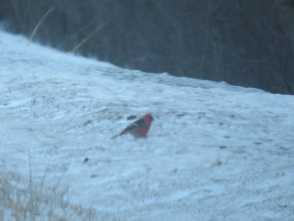 Pine Grosbeak male