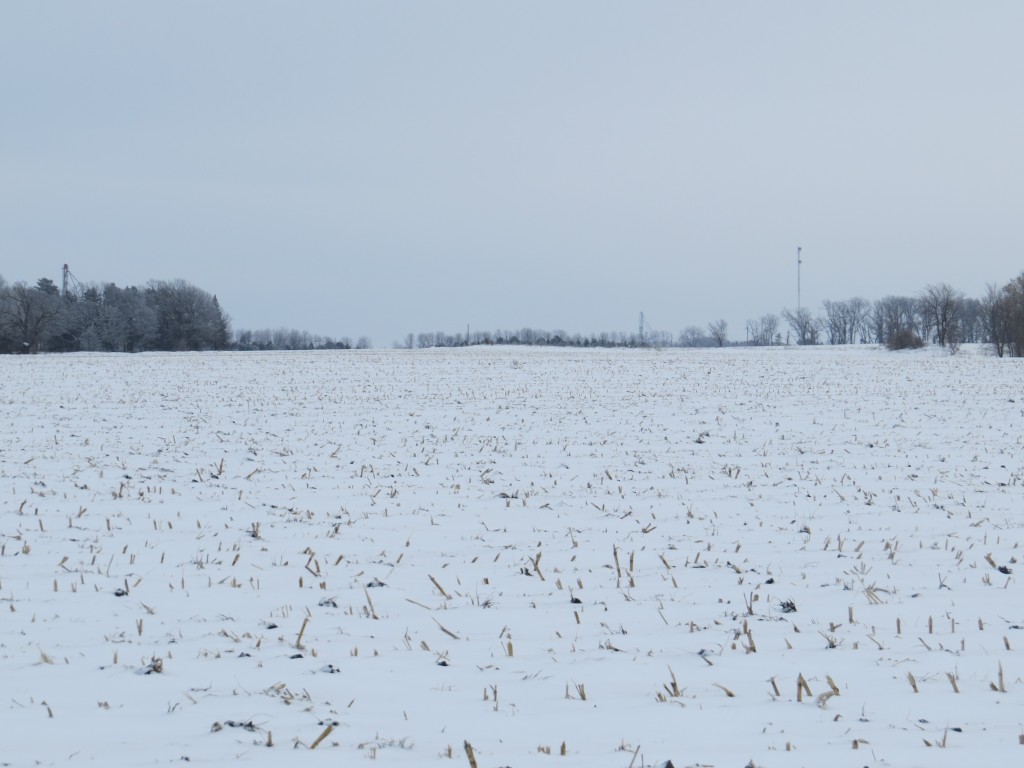 Bonnie's Snowy Owl near Grove City, Minnesota