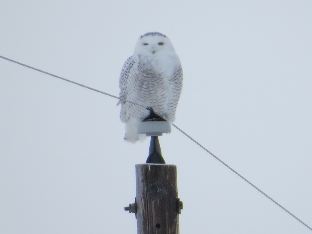 Bonnie's Snowy on the perch where she could watch it from her living room