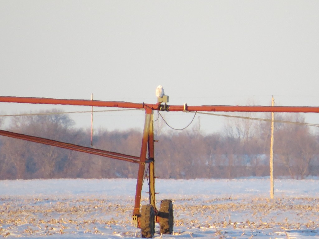 Kodi's Snowy Owl near Atwater, Minnesota