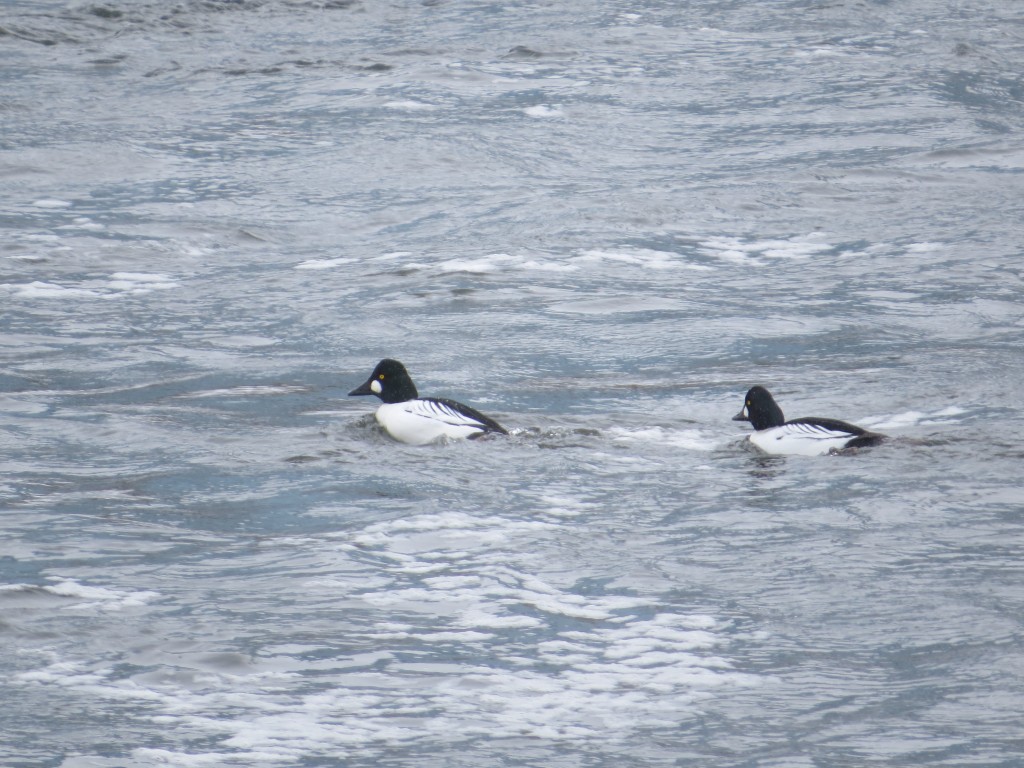 Common Goldeneye Drakes 