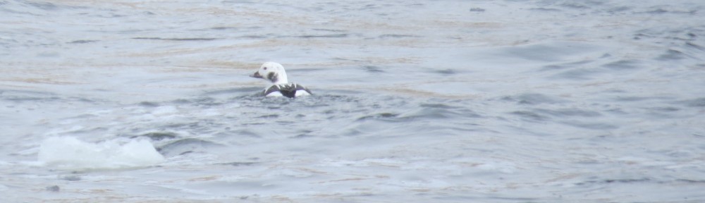 Long-tailed Duck