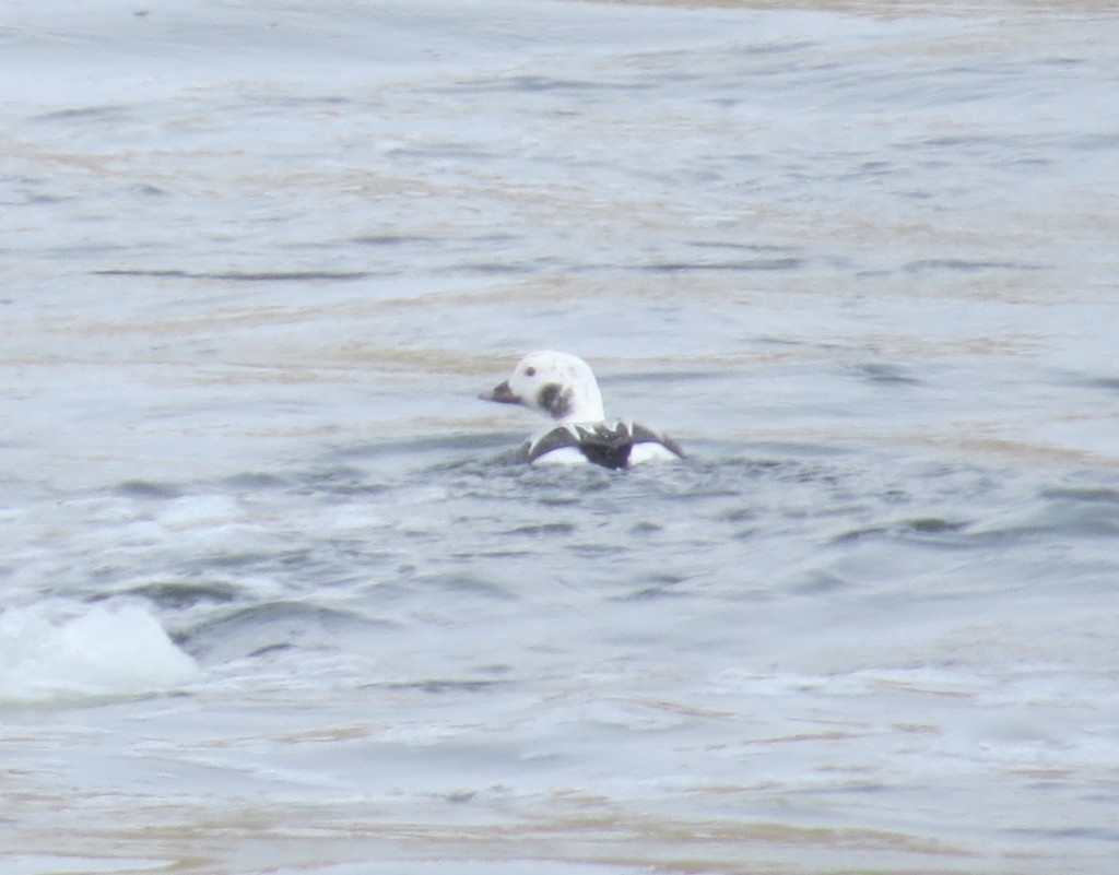 Long-tailed Duck