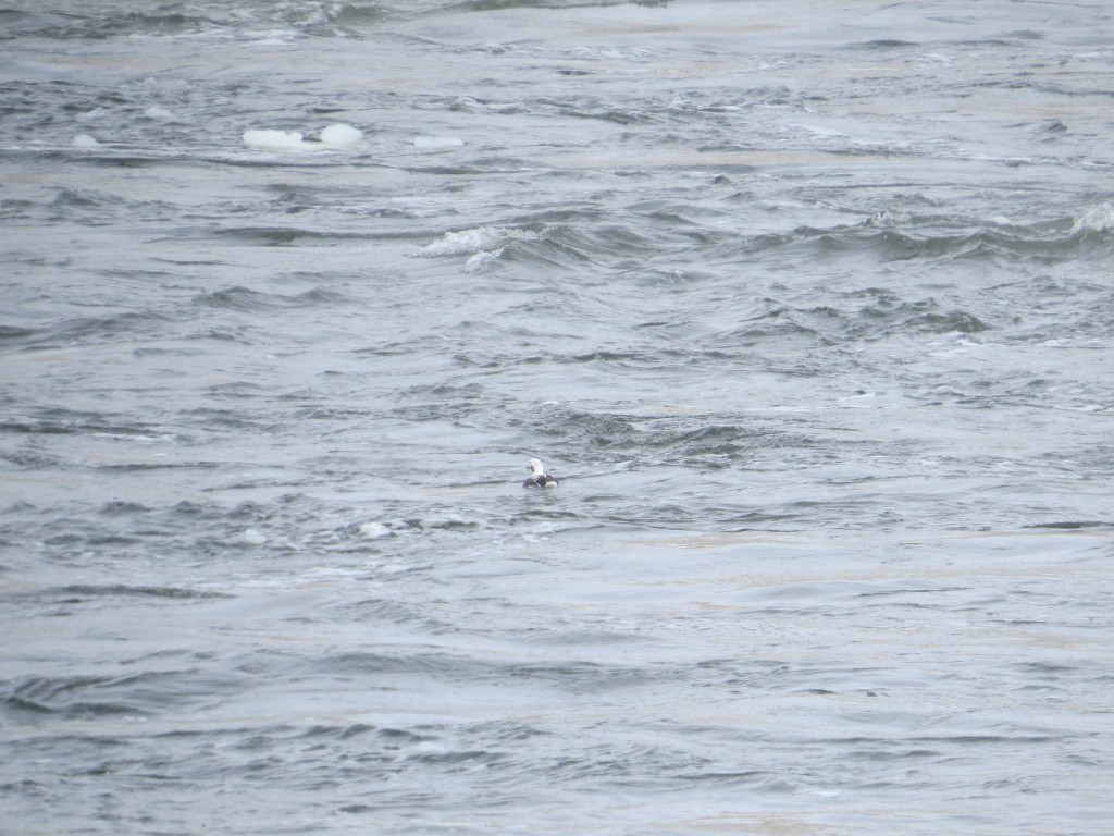 The Long-tailed Duck was difficult to spot!
