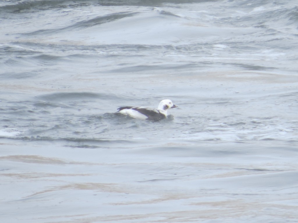 Long-tailed Duck