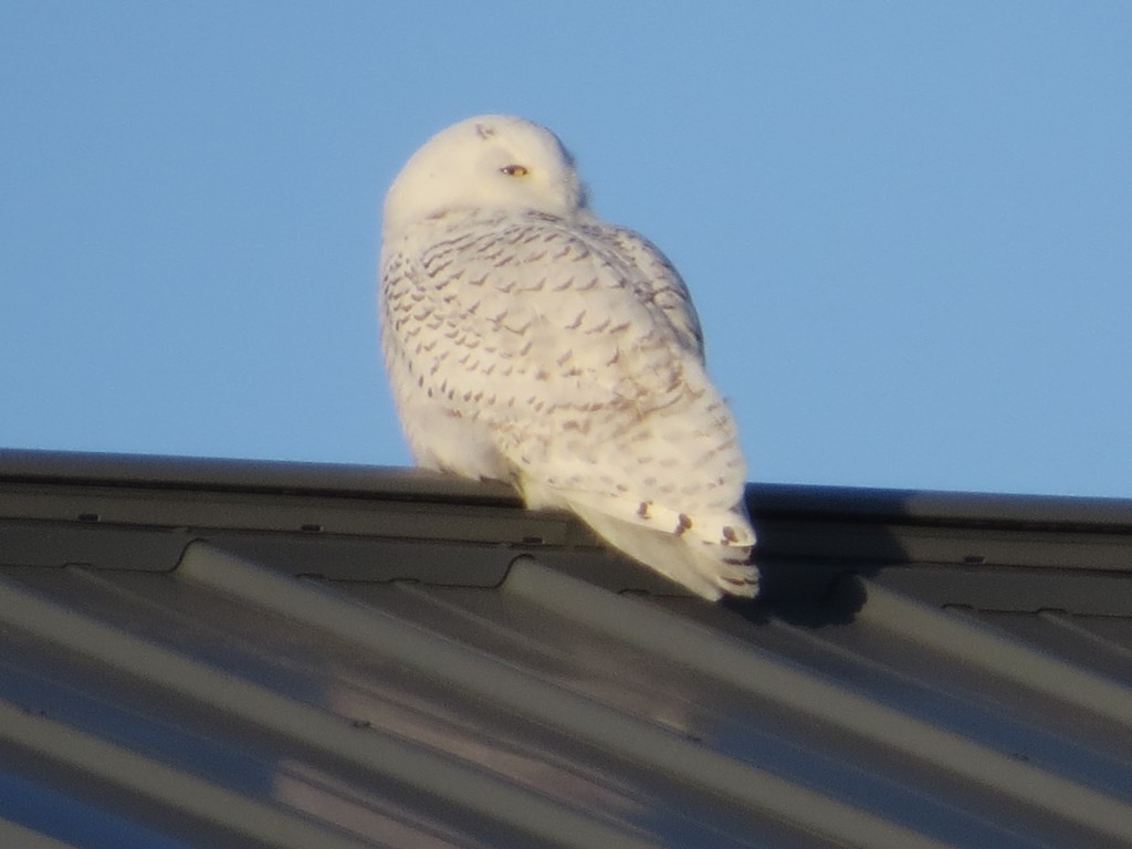 Our Resident Snowy Owl