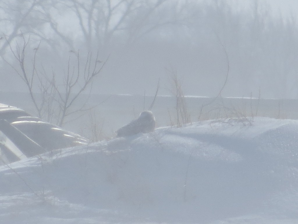 Snowy Owl at Willmar Municipal Airport