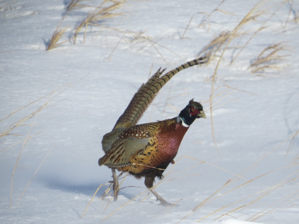 Rooster Ring-necked Pheasant