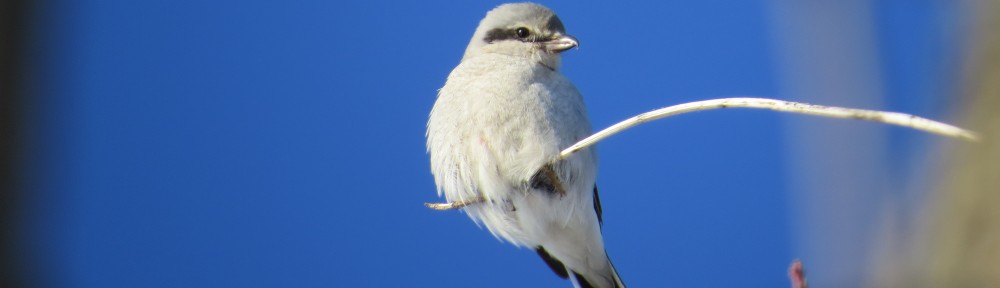 Northern Shrike