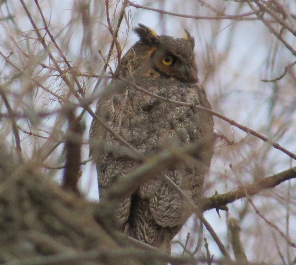 Randy's Great Horned Owl