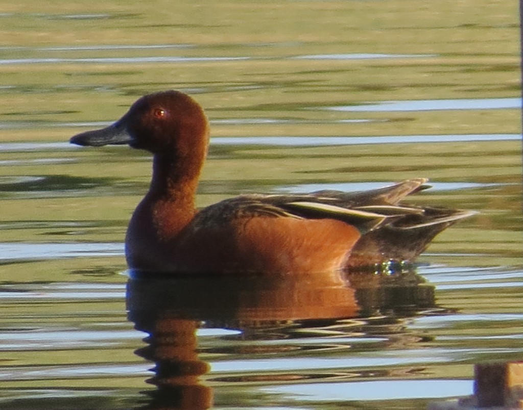 Cinnamon Teal Drake