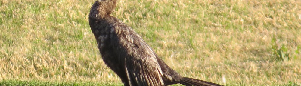 Neotropic Cormorant