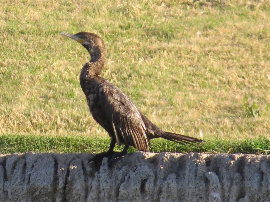 Neotropic Cormorant