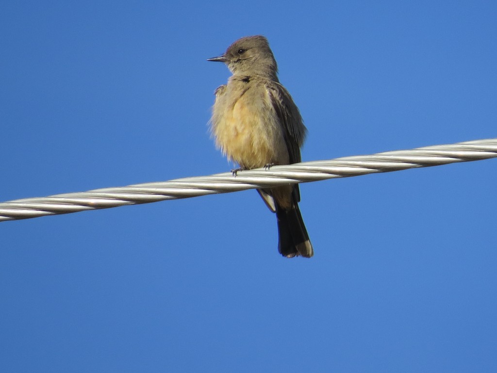 Say's Phoebe