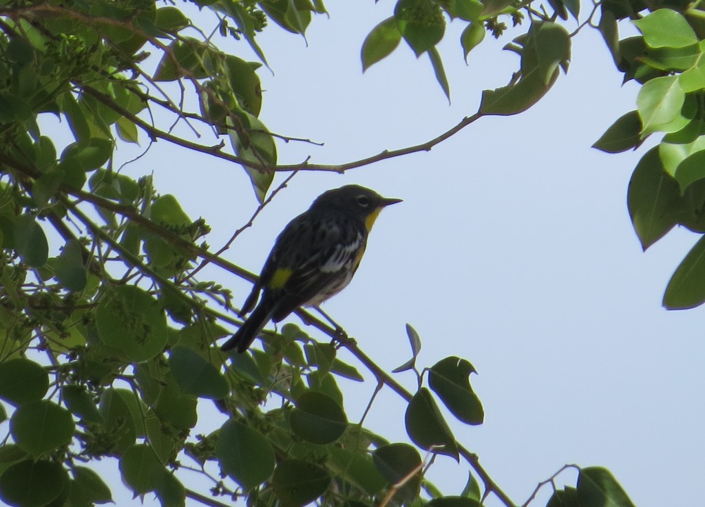 Audubon's Yellow-rumped Warbler