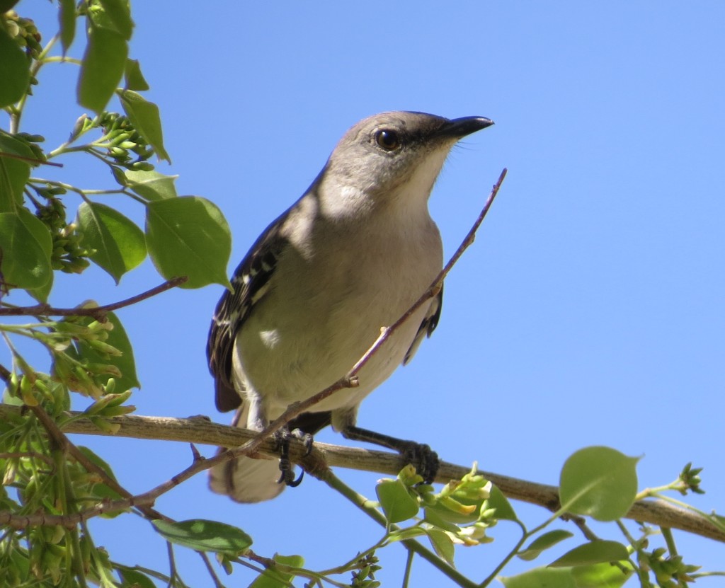 Northern Mockingbird