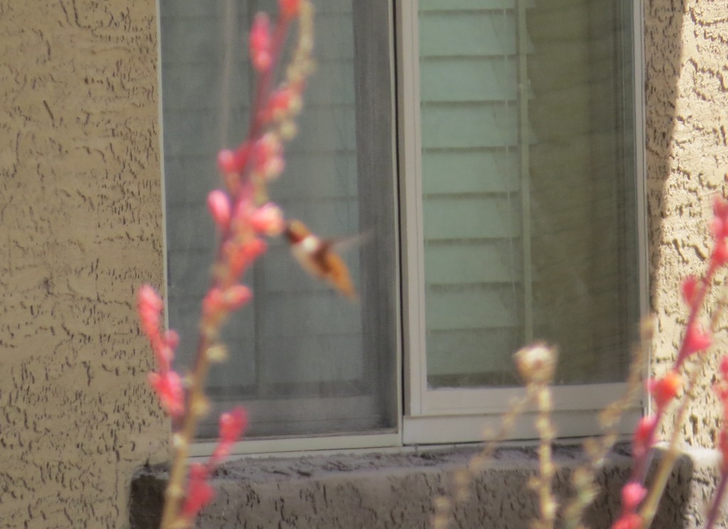 Rufous Hummingbird