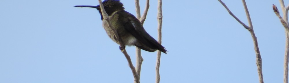 Black-chinned Hummingbird