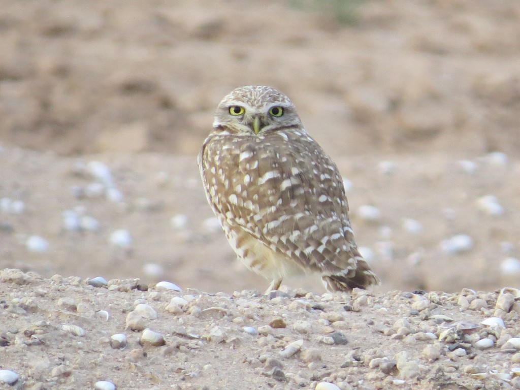 Burrowing Owl Lifer!