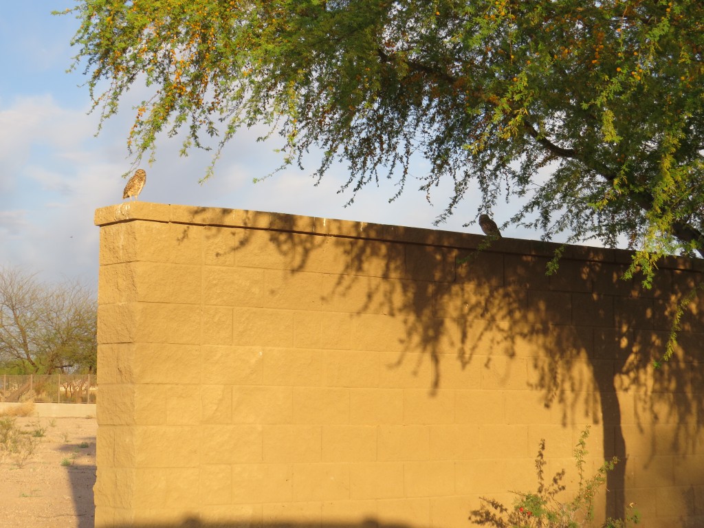 The neighborhood Burrowing Owls