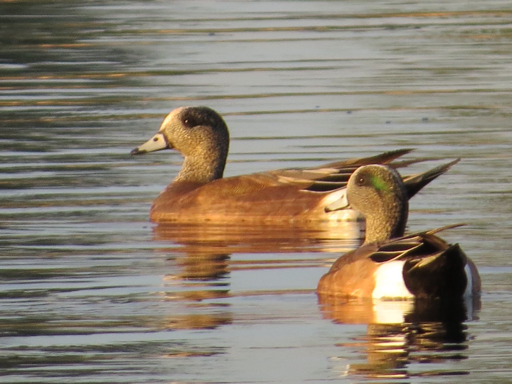 American Wigeon