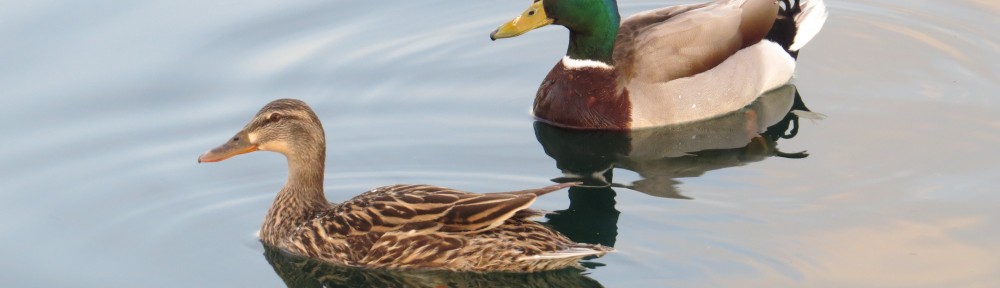 Mallards