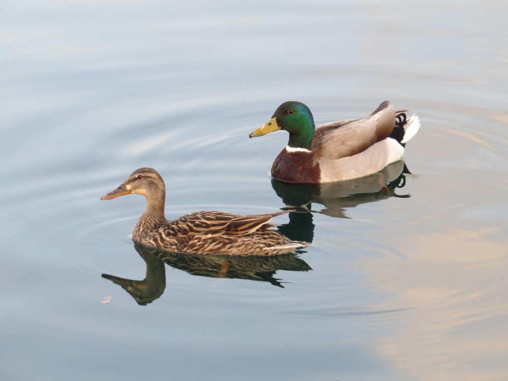 Mallards