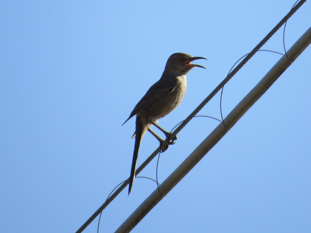 Curve-billed Thrasher