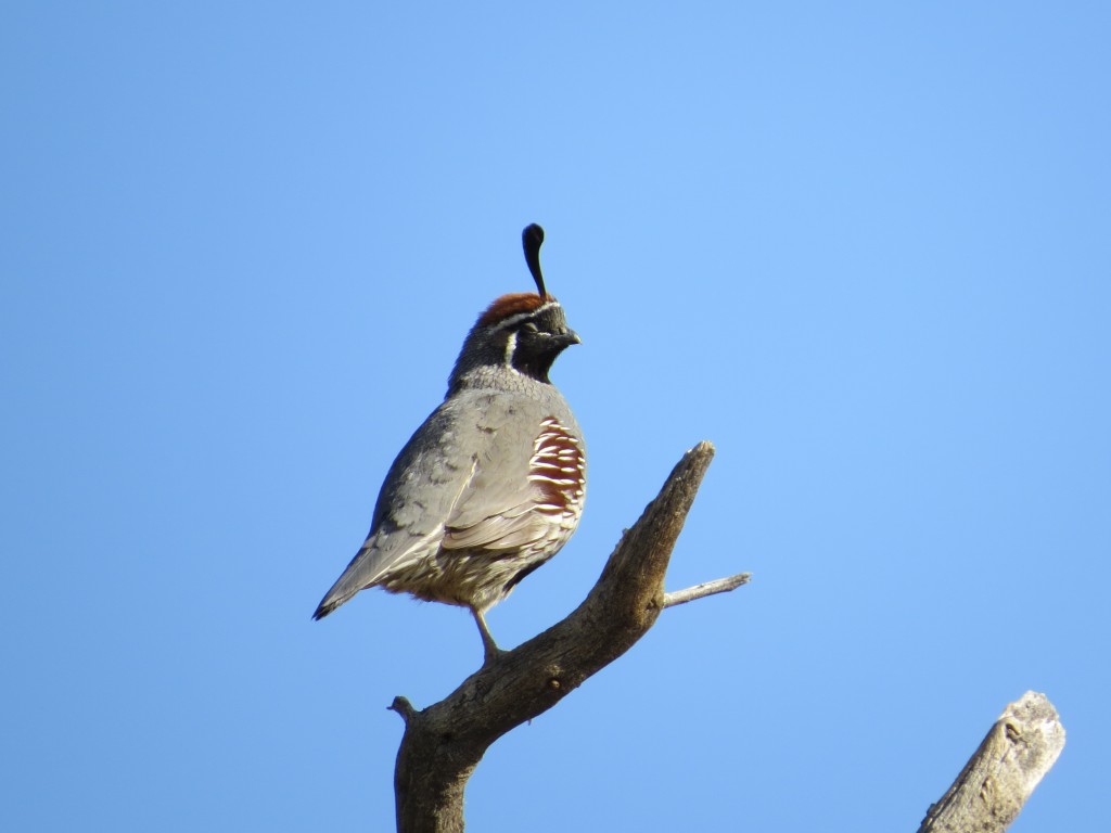 Gambel's Quail