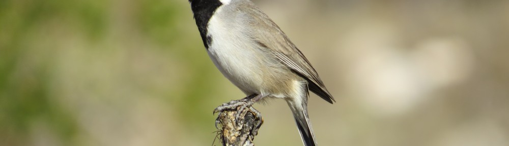 Black-throated Sparrow