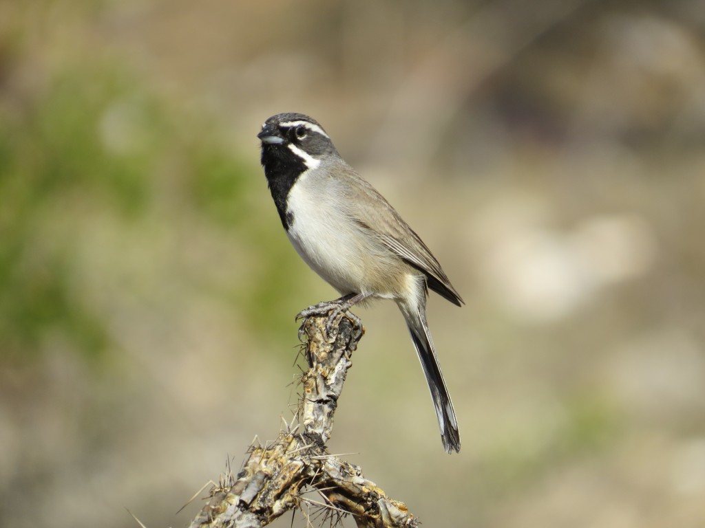 Black-throated Sparrow