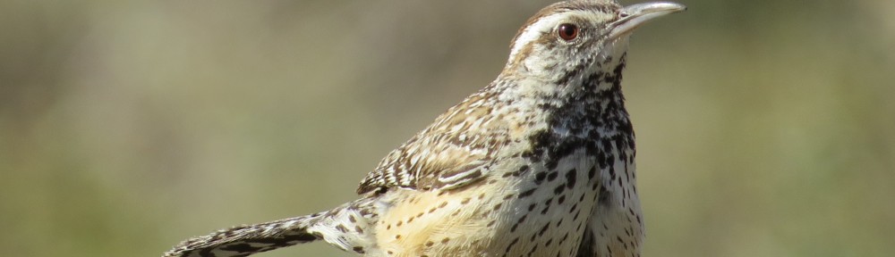 Cactus Wren - Arizona's state bird