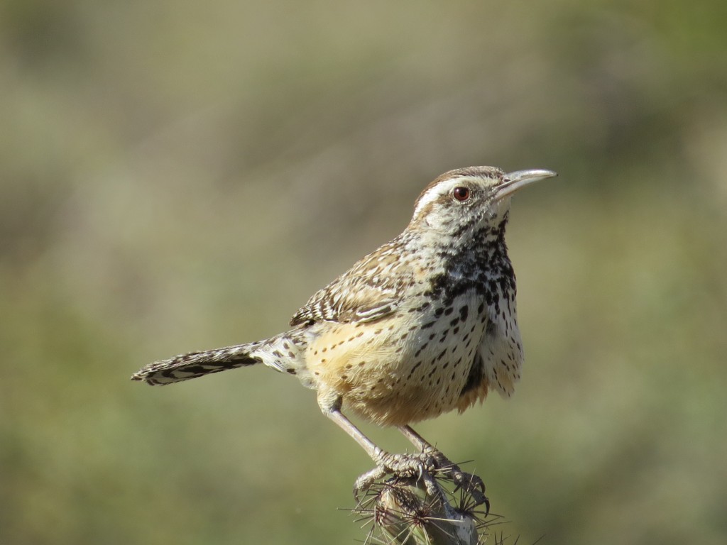 Cactus Wren - Arizona's state bird