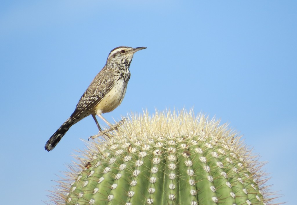 Birding with Butler Exploring the Sonoran Desert in the